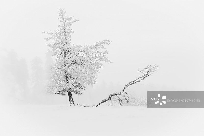 冬天的树木图片素材