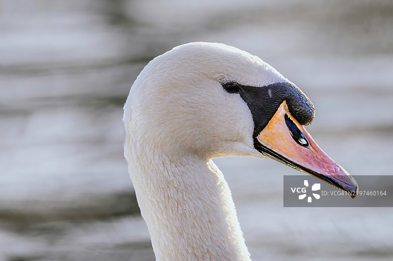 天鹅特写镜头图片素材