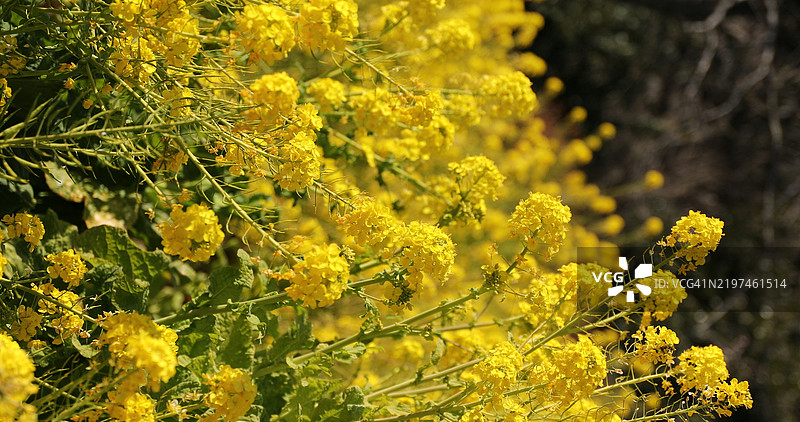神奈川县湘南的吾妻山公园油菜花园（竖版）图片素材
