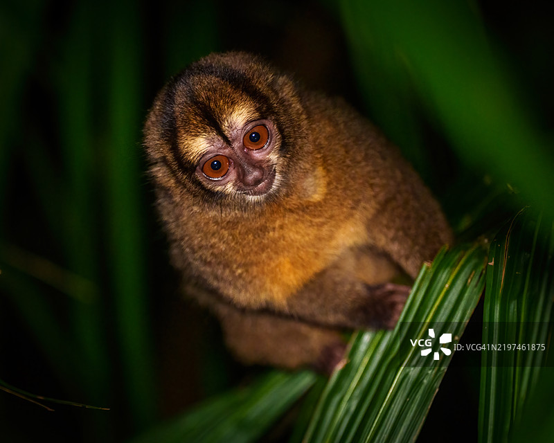 夜猴在树上的特写肖像图片素材