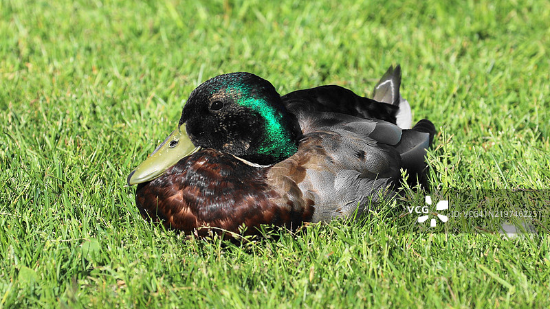 野鸭在田野上的特写镜头图片素材