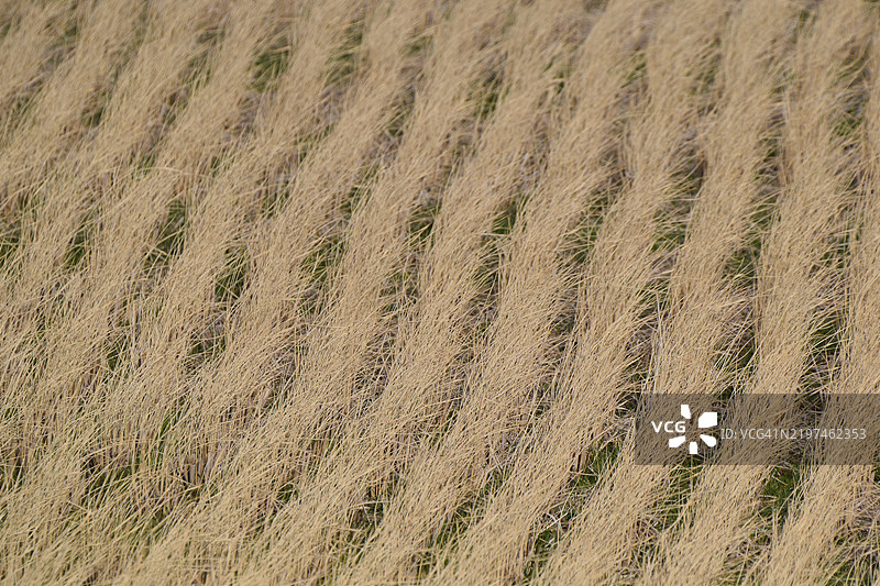 日本的玉米田全景拍摄图片素材