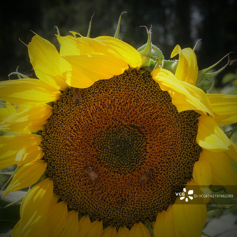 特写的向日葵，中间有蜜蜂，布里斯班，昆士兰，澳大利亚图片素材