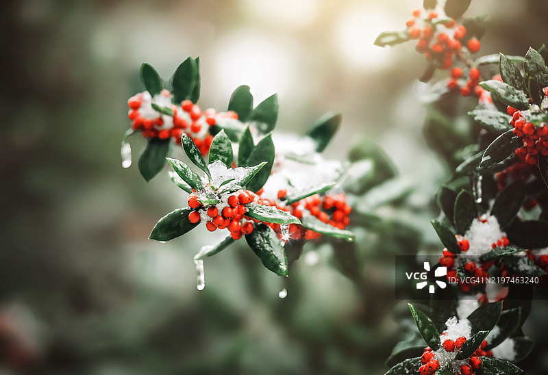乔治亚州苏瓦尼的树上生长的红色浆果特写图片素材
