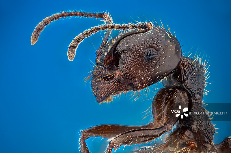 低角度视图的乌龟与蓝天背景图片素材