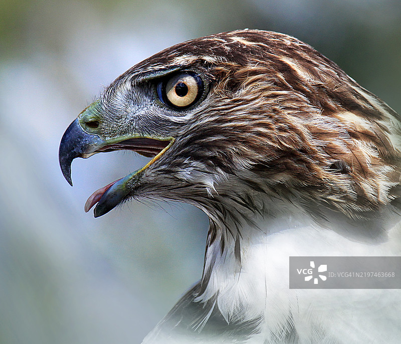 猛禽的特写镜头图片素材