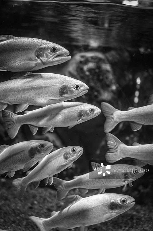 水族馆中游动的鱼的特写，韩国济州省图片素材
