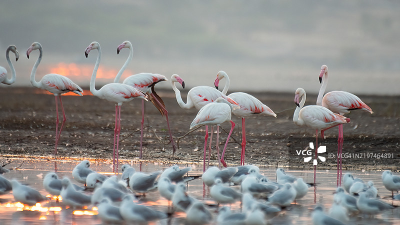 鸟儿栖息在田野上的特写镜头图片素材