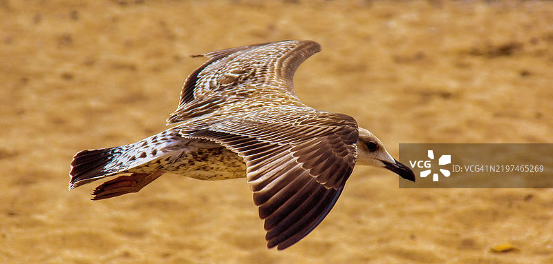 猛禽飞翔的特写镜头图片素材