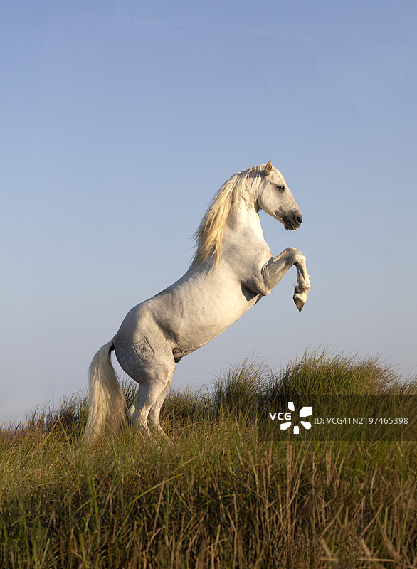 卡马尔格马匹在沙丘上腾空而起图片素材