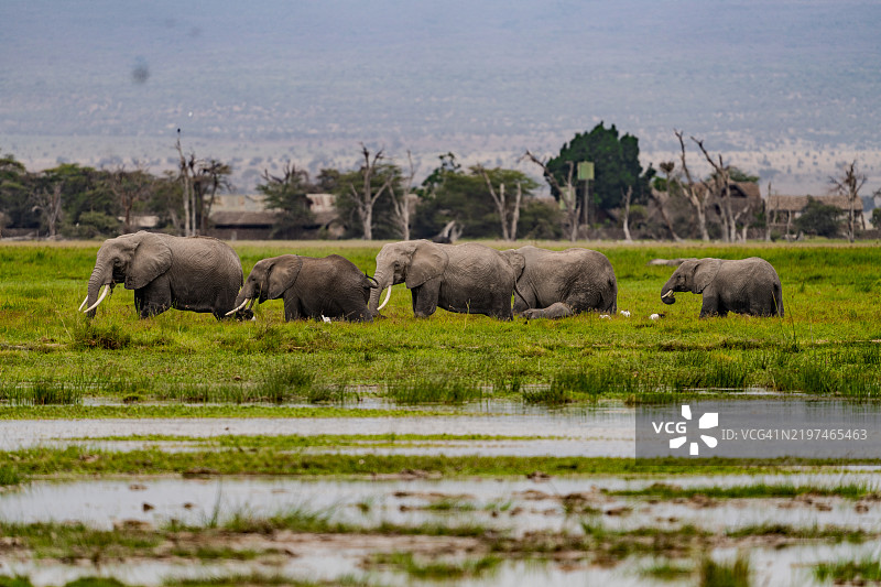 非洲象的侧面视图图片素材