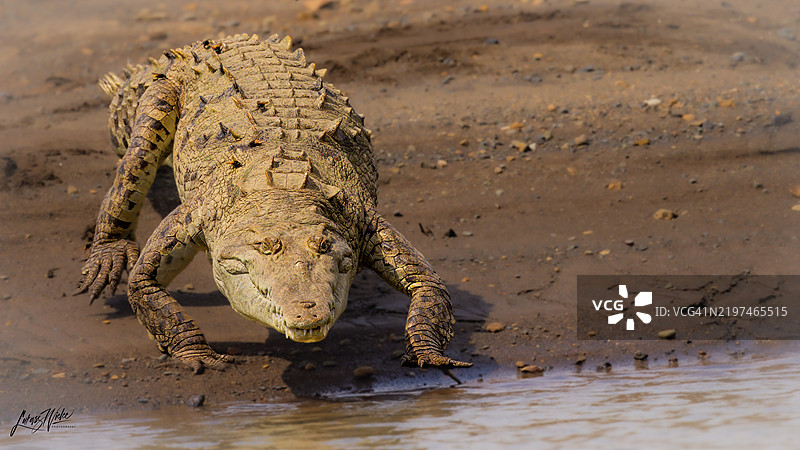 尼罗鳄鱼在湖中的特写镜头图片素材