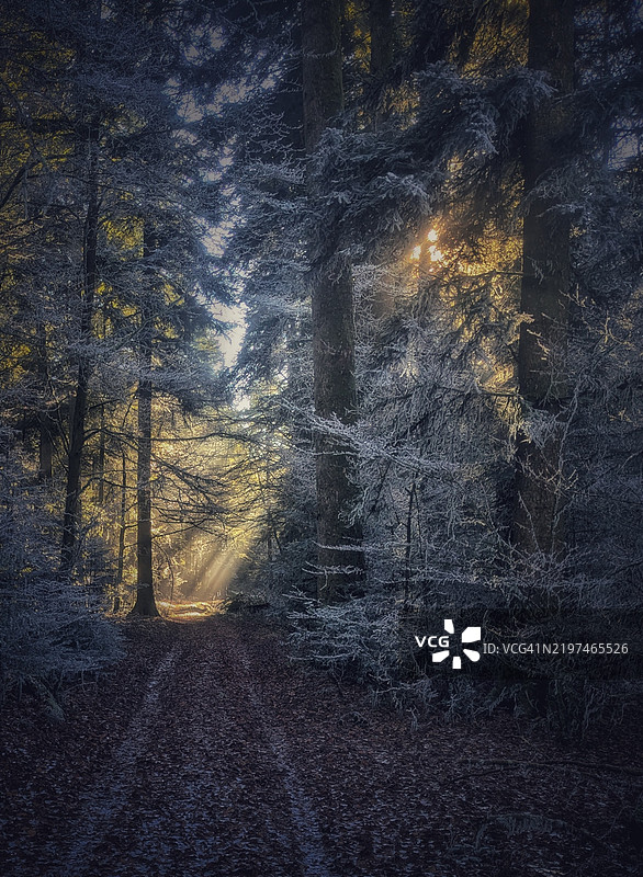 秋天森林中的树木图片素材