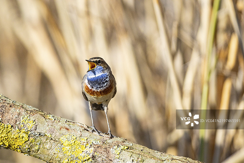 蓝喉歌鸲（Luscinia svecica cyanecula）雄性，德国图片素材