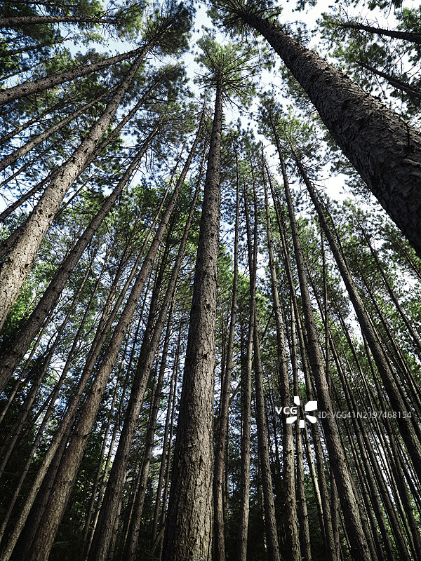 安大略省穆斯科卡的高大松树森林的艺术抽象图像，北美图片素材