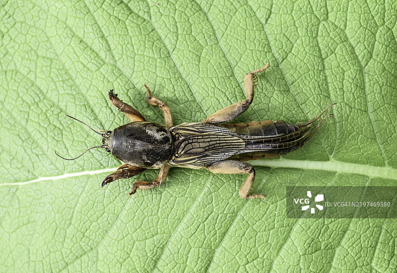 （田螺虫）在一片草地上。花园植物的害虫图片素材