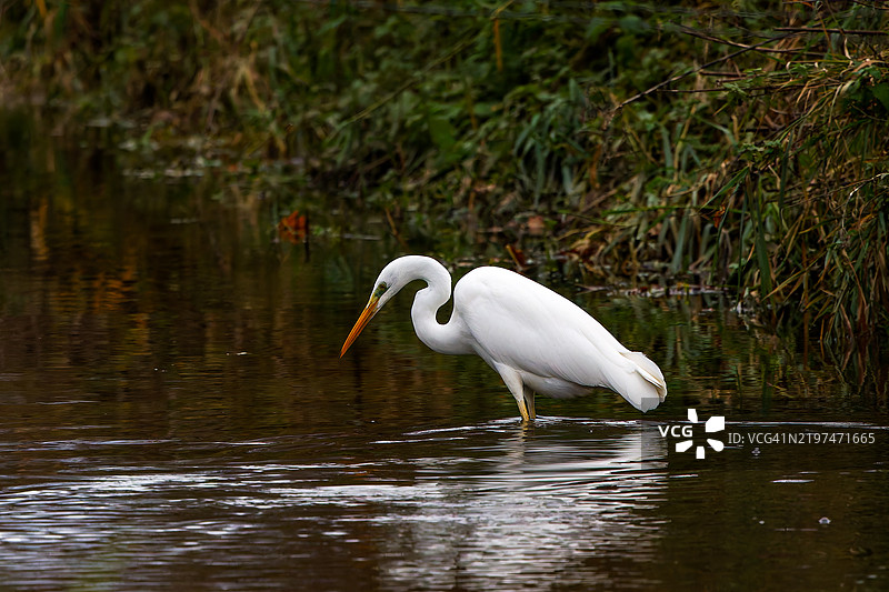 一只白银鹭（Ardea alba modesta）在水中寻找食物图片素材