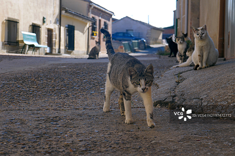 站在路上的猫的肖像图片素材