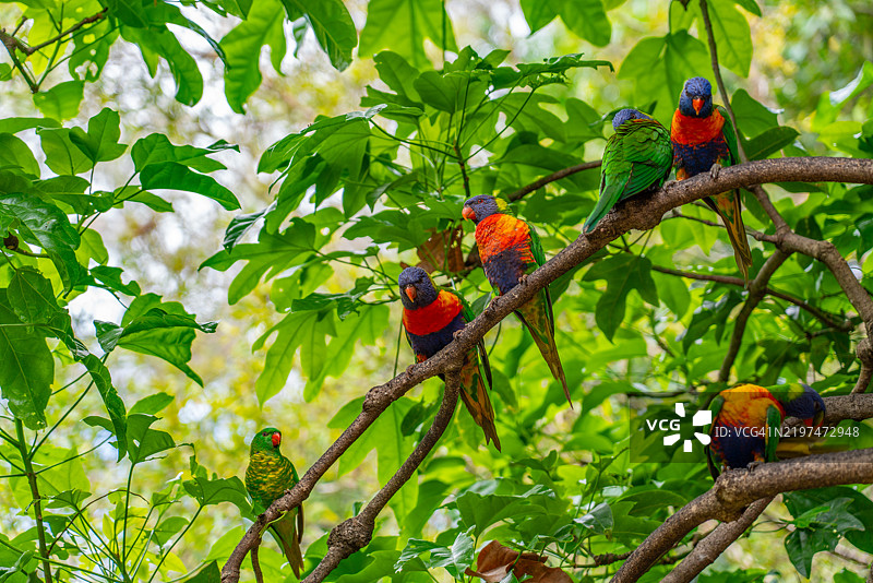鹦鹉栖息在树上的特写镜头图片素材