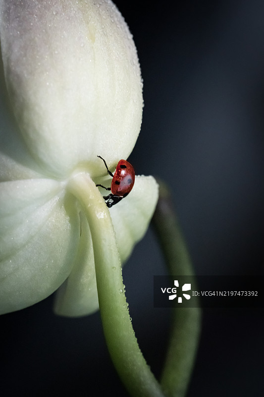 瓢虫在花朵上的特写镜头图片素材
