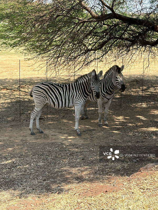 一对斑马，南非图片素材