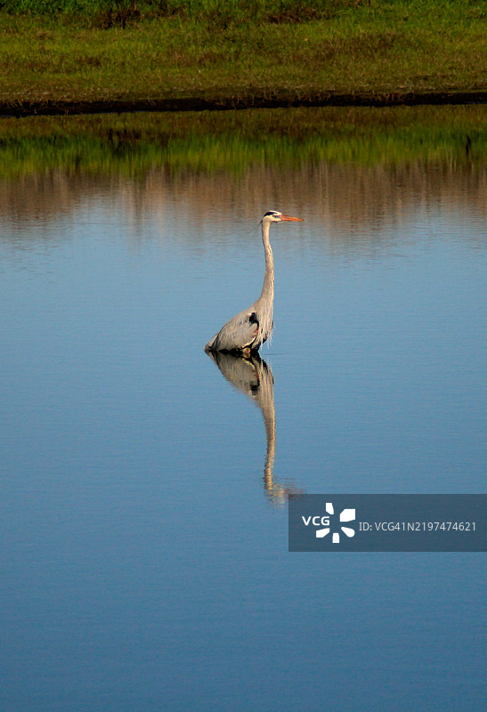 鸟从侧面飞过佛罗里达州迈阿卡市的湖面图片素材