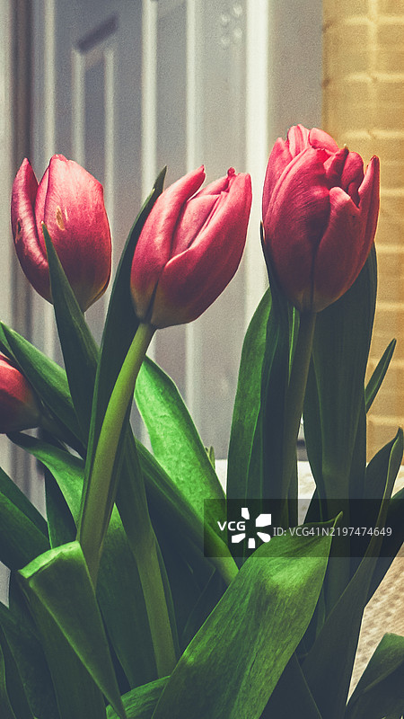 红色郁金香特写，纳什维尔，田纳西州，美国图片素材