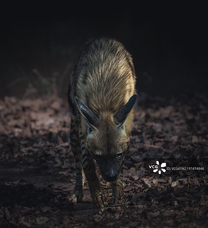 印度草原上的鬣狗特写图片素材