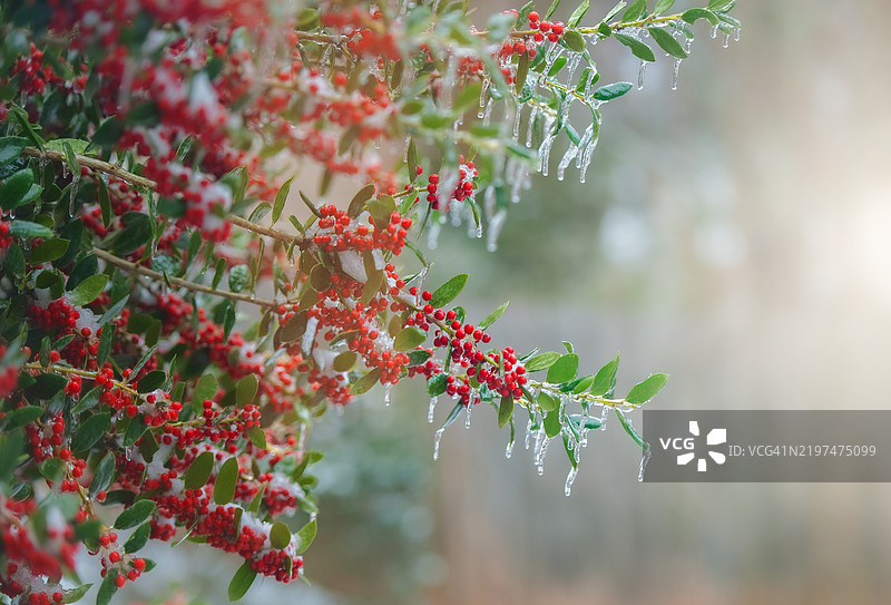 乔治亚州苏瓦尼的树上红色浆果特写图片素材