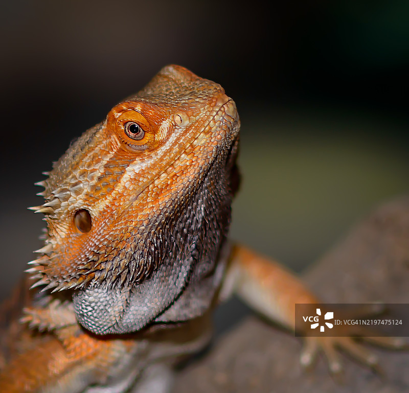 蜥蜴特写镜头图片素材