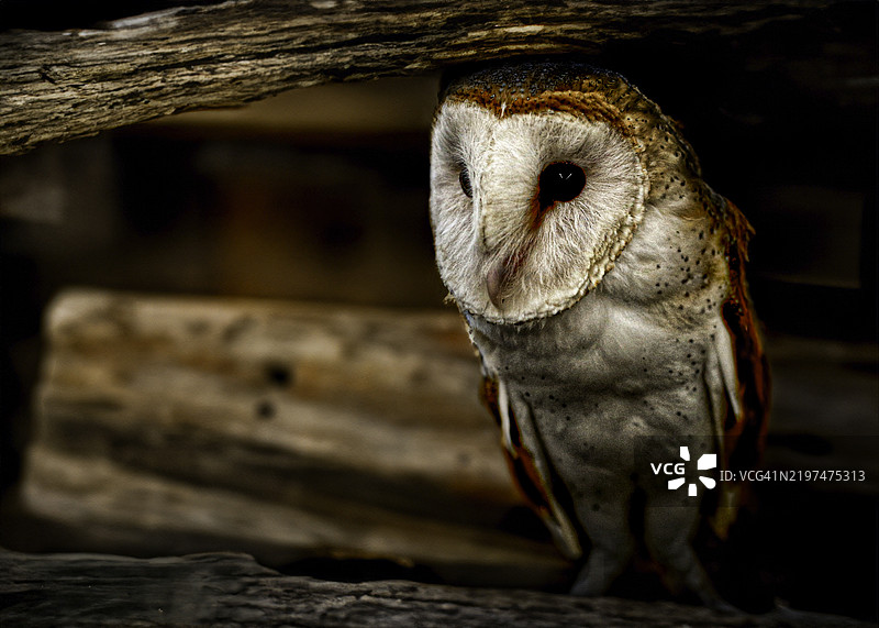 伊利诺伊州的仓鸮特写图片素材