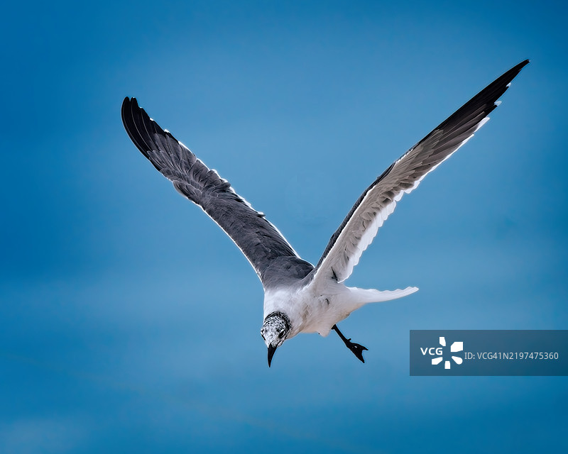 低角度视图的海鸥在蓝天中飞翔，佛罗里达州，福特·皮肯斯，美国图片素材