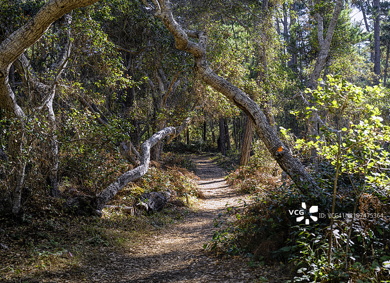 加利福尼亚州的森林中的树木图片素材
