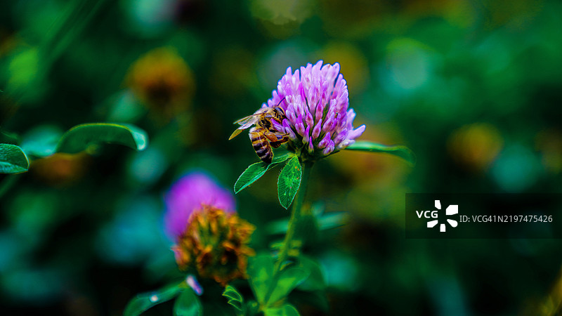 蜜蜂在紫色花朵上授粉的特写镜头图片素材