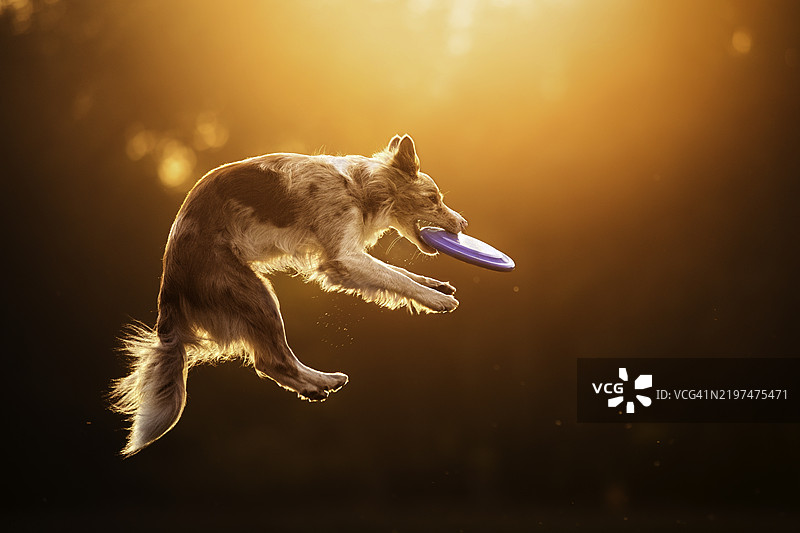 黑色背景下的侧面跳跃熊图片素材