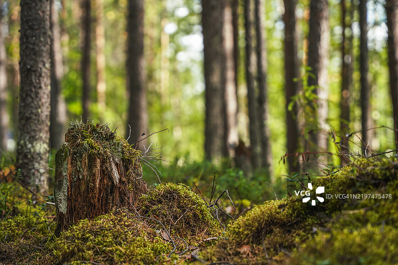 风景如画的森林景观，覆盖着苔藓和绿植图片素材