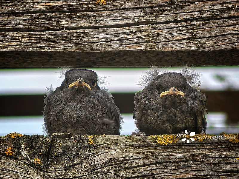 在塞尔维亚的沃伊伏丁那，斯雷姆斯基，企鹅站在木头上的特写镜头图片素材