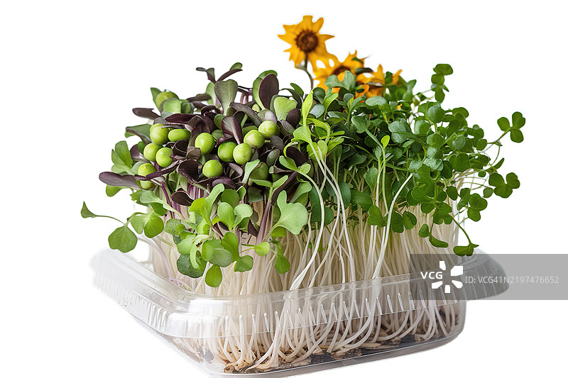 洋葱、豌豆和向日葵的微型绿植在塑料容器中图片素材
