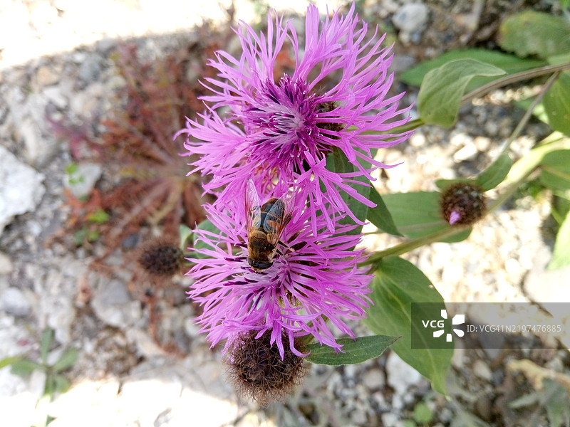 高角度视图的蜜蜂在紫色花朵上图片素材