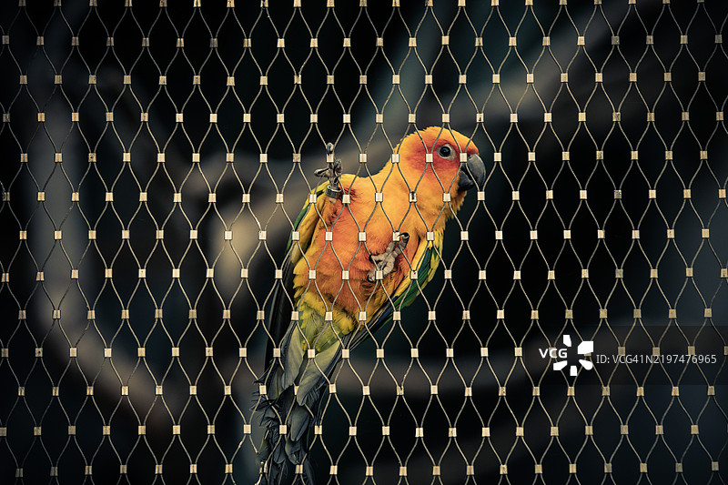 鹦鹉栖息在金属上的特写镜头图片素材