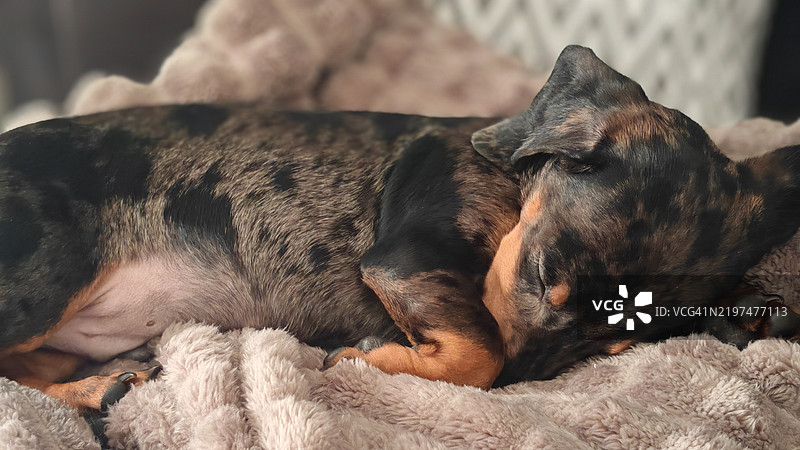 腊肠犬的特写睡姿图片素材