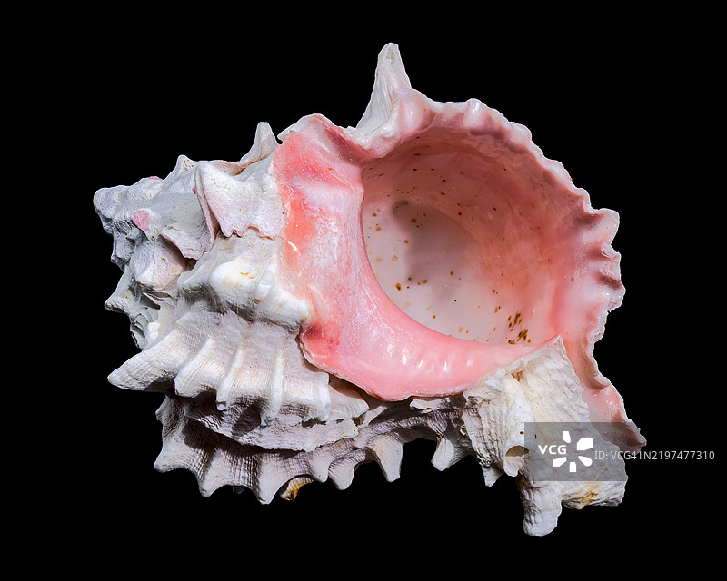 黑色背景上的红嘴海螺，乌克兰敖德萨图片素材