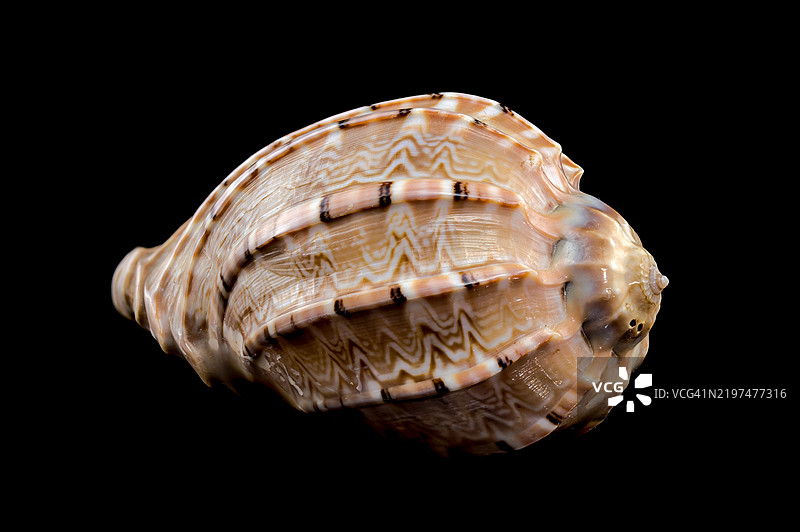 黑色背景下的海螺特写，乌克兰敖德萨图片素材