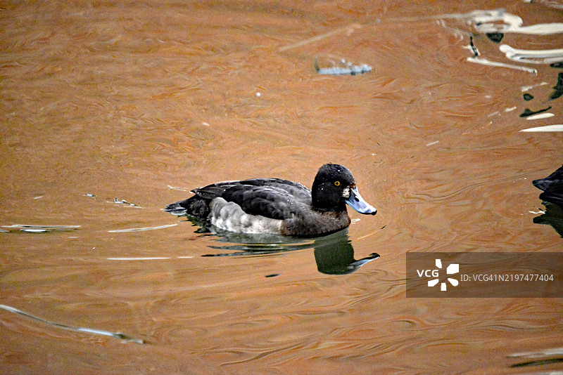 高角度视图的鸭子在田野上游泳图片素材