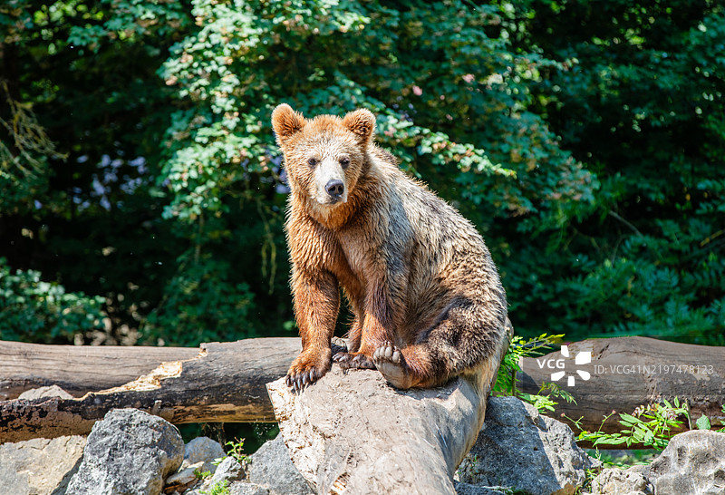 棕色欧亚棕熊坐在森林中的岩石上图片素材
