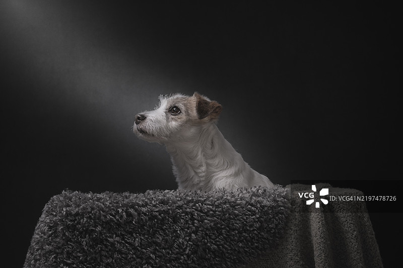 纯种梗犬特写，背景为黑色图片素材