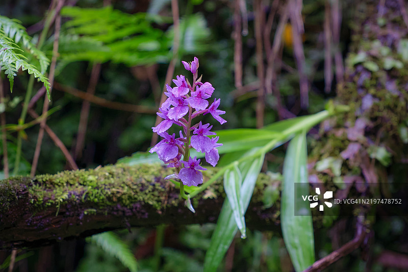 原产于马德拉的野生兰花，生长在劳里西尔瓦森林中图片素材