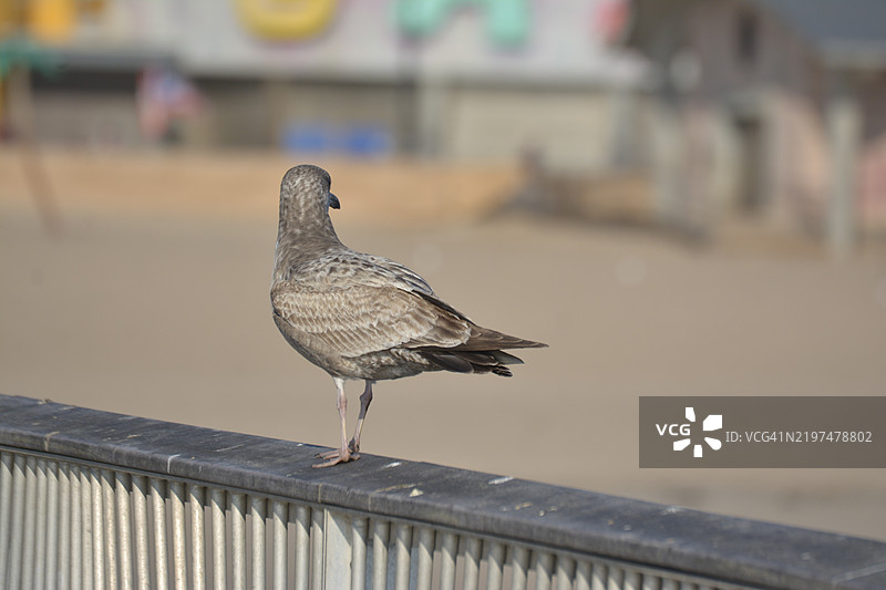 鸽子栖息在栏杆上的特写镜头图片素材