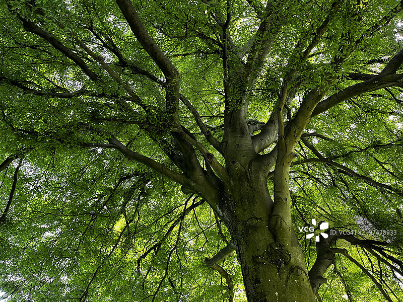 瑞士霍根森林中树木的低角度视图图片素材