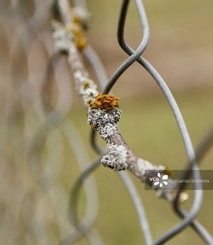 栅栏上的青蛙特写，德克萨斯州洛梅塔，美国图片素材